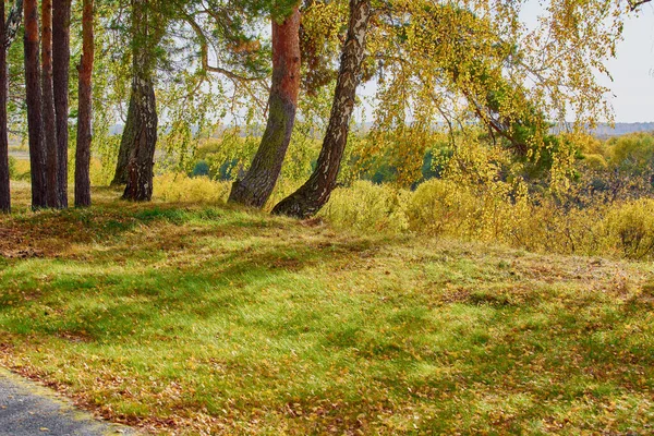 Nyírfa nő a lejtő szélén sárga levelekkel ősszel. — Stock Fotó