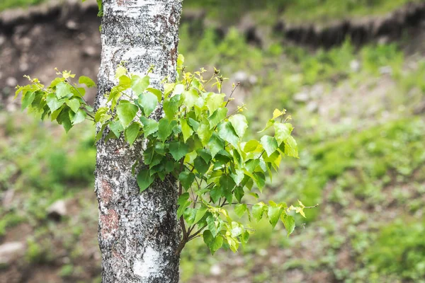 Junger Zweig mit grünen Blättern an weißer Birke. — Stockfoto