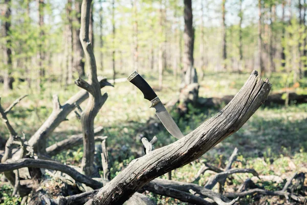 Cuchillo de combate para la protección contra los animales es empujado en pino enganche en el bosque . — Foto de Stock