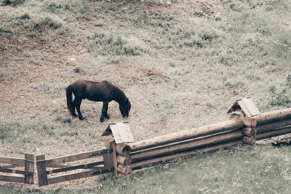 Caballo pura sangre pastando en el prado con valla de madera vallada . —  Fotos de Stock