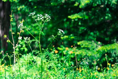 Sıcak yaz gününde çiçek açan yeşil bitki