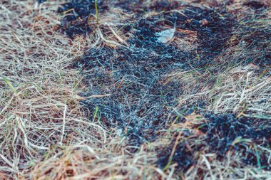 Bahar günü arazide yanmış kuru otlar.