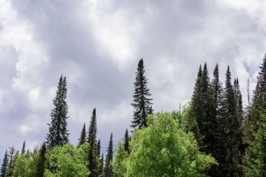 Yamaçlardaki dağlarda uzun çam ağaçları