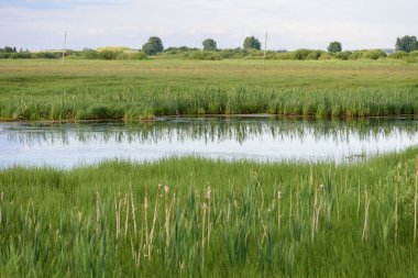 Nehirden tarlaya dökülen sulak çayırlar.