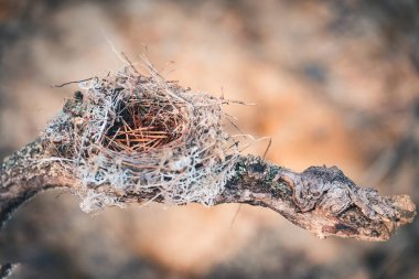 Ot, dal ve çam iğneleriyle ormanda yılan gibi kıvrılan kuşlar tarafından yapılmış çarpık, rahatsız bir yuva..