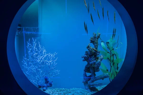 Mavi Akvaryumdaki Balıkları Gözlemlemek Için Yuvarlak Pencereyi Inceliyorum — Stok fotoğraf