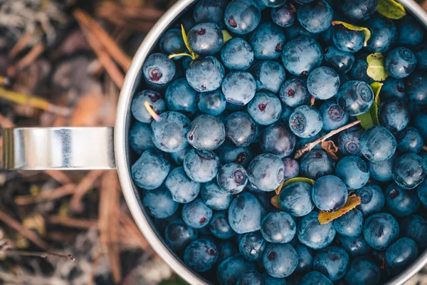 Mug Full Blueberries Gathered Swamp — Stock Photo, Image