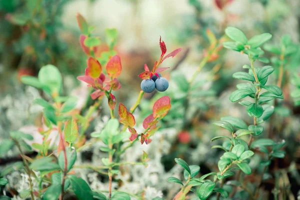 Ripe Blueberry Bush Forest — Stock Photo, Image