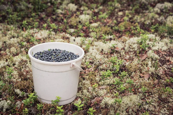 Voller Eimer Mit Reifen Blaubeeren Wald Sumpf Gesammelt — Stockfoto