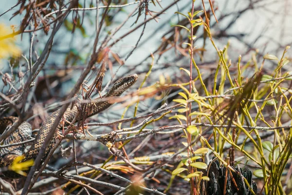 Vipère Empoisonnée Sur Branche Dans Forêt Est Chauffée Soleil Printemps — Photo