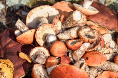 Boletus ve kırmızı şapkalı boletus mantarları yaz günü ormanda yerde yatar.