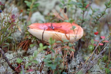 Kırılgan şapkalı Russula mantarı yaz günü çam ormanlarında yosunlarda yetişir.