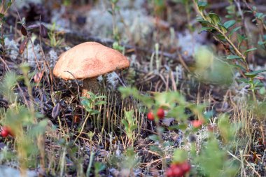 Kırmızı şapkalı yenilebilir mantar boletusu ormanda bir sonbahar günü beyaz yosunlarda yetişir.