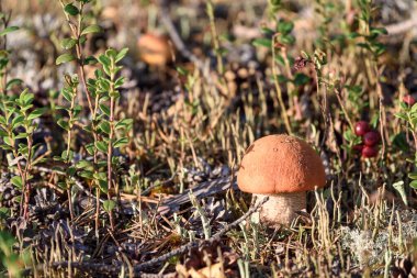 Kırmızı şapkalı yenilebilir mantar boletusu ormanda bir sonbahar günü beyaz yosunlarda yetişir.