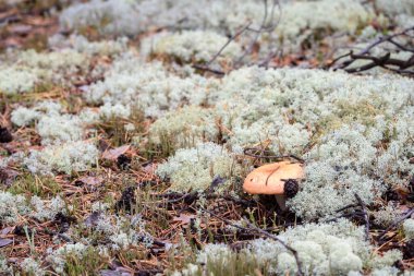 Ormanda yetişen zehirli mantar mantarı.