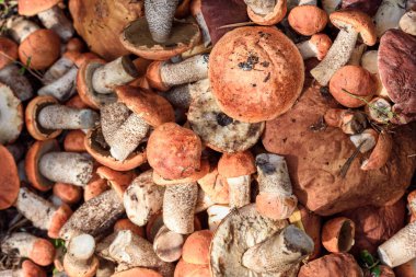 Boletus ve kırmızı şapkalı boletus mantarları yaz günü ormanda yerde yatar.