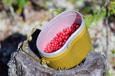 Olgun yaban mersinleri ormanda bir melon şapkada toplandı.