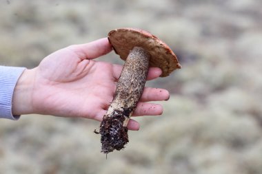 Bir sonbahar günü çam ormanının arka planında kırmızı şapkalı yenilebilir mantar boletus.
