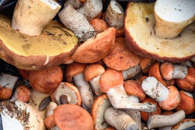 Boletus ve kırmızı şapkalı boletus mantarları yaz günü ormanda yerde yatar.