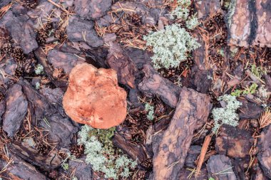 Ormanda büyüyen mantar mantarı.