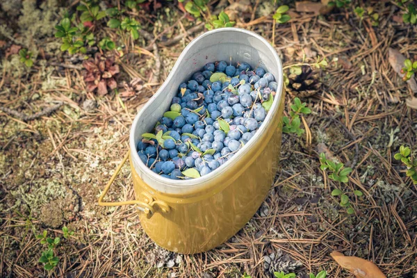 Tigela Exército Com Mirtilos Floresta — Fotografia de Stock