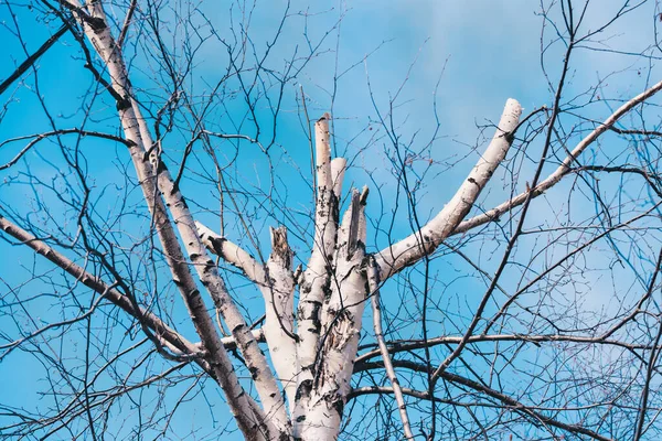 하늘에 자작나무의 모양의 — 스톡 사진