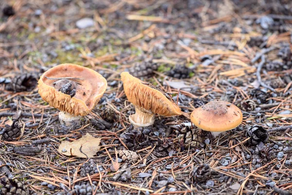 Giftiger Fliegenpilz Wächst Wald — Stockfoto