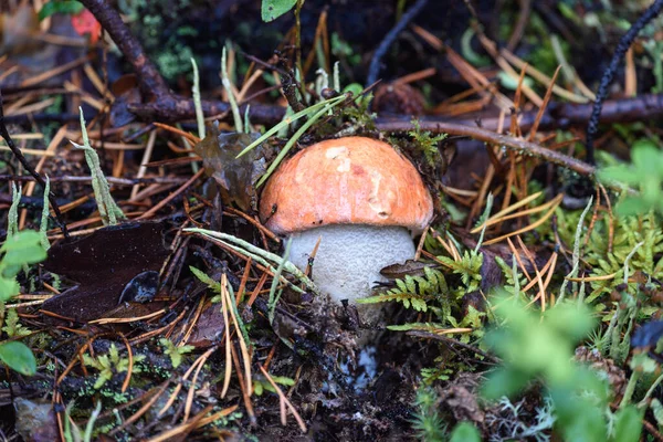 Boleto Setas Comestibles Con Sombrero Rojo Crece Musgo Blanco Día —  Fotos de Stock