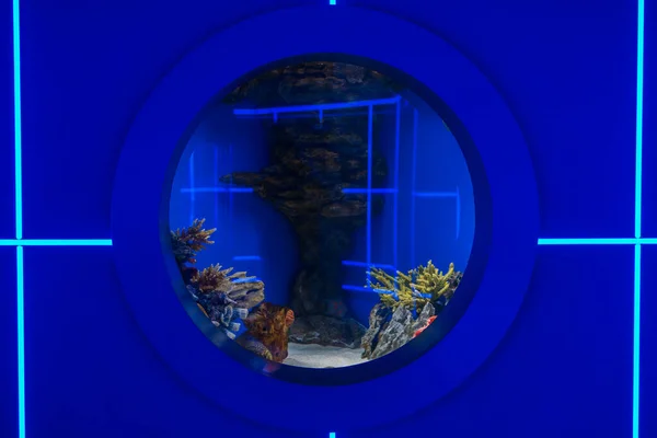 Raam Bekijken Voor Het Observeren Van Vissen Blauw Aquarium — Stockfoto