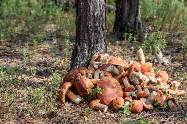 Ramo Champiñones Cortados Boletus Boletus Con Sombrero Rojo Yace Suelo — Foto de Stock