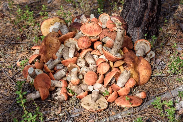 Egy Rakás Vágott Gomba Boletus Piros Sapkás Boletus Hever Földön — Stock Fotó