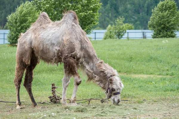 Stary Wielbłąd Dużymi Garbami Plecach Trawę Górach — Zdjęcie stockowe