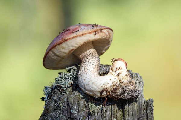 Edible mushroom boletus with red hat grows on pine stump on an autumn day in the forest