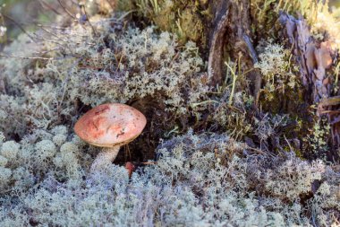 Kırmızı şapkalı yenilebilir mantar boletusu ormanda bir sonbahar günü beyaz yosunlarda yetişir.
