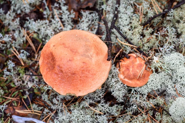 Группа Съедобного Boletus Edulis Красной Шляпе Растет Белом Мхе Летний — стоковое фото