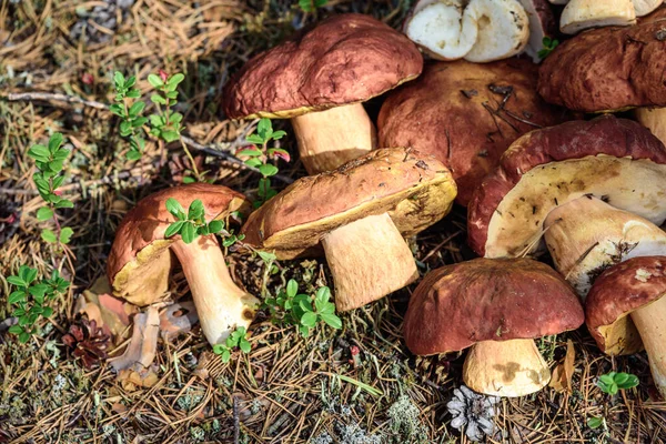 Boleto Grande Con Sombrero Rojo Pierna Gruesa Cortada Por Recolector — Foto de Stock