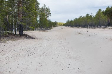 Çam ormanının yanındaki kumlu yolda.