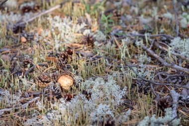 Kırılgan şapkalı Russula mantarı yaz günü çam ormanlarında yosunlarda yetişir.