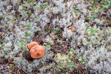 Kırmızı şapkalı bir grup yenilebilir boletus edulis yaz günü ormanda beyaz yosunlarda yetişir.
