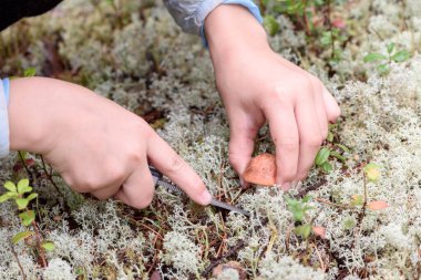 Keskin bıçaklı kızın şefkatli elleri bir sonbahar günü çam ormanında mantar boletusunun kurtlu bacağını kesti.