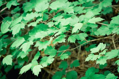 Sıcak yaz gününde çiçek açan yeşil bitki