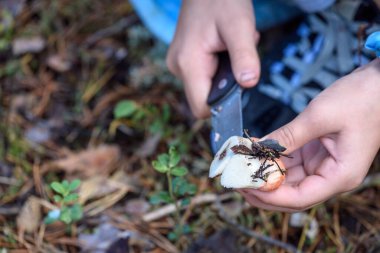 Keskin bıçaklı kızın şefkatli elleri bir sonbahar günü çam ormanında mantar boletusunun kurtlu bacağını kesti.