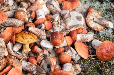 Boletus ve kırmızı şapkalı boletus mantarları yaz günü ormanda yerde yatar.