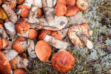 Boletus ve kırmızı şapkalı boletus mantarları yaz günü ormanda yerde yatar.