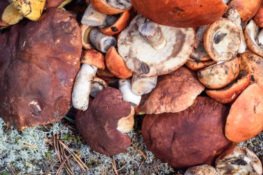 Boletus ve kırmızı şapkalı boletus mantarları yaz günü ormanda yerde yatar.