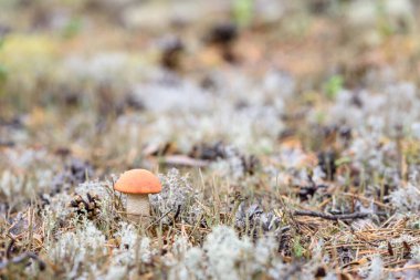 Kırmızı şapkalı yenilebilir mantar boletusu ormanda bir sonbahar günü beyaz yosunlarda yetişir.