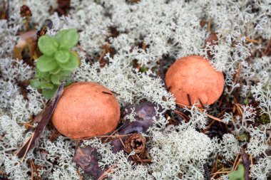 Kırmızı şapkalı bir grup yenilebilir boletus edulis yaz günü ormanda beyaz yosunlarda yetişir.
