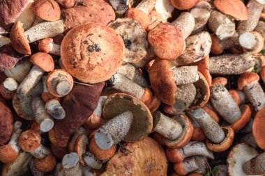 Boletus ve kırmızı şapkalı boletus mantarları yaz günü ormanda yerde yatar.
