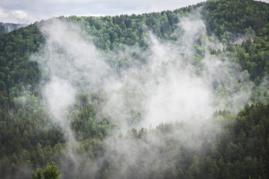 Yanan ateşten ağaçlık tayga dağlarında beyaz duman