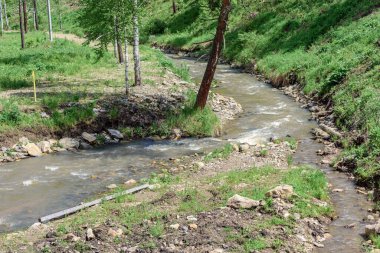 Hızlı akıntılı dağ nehri kayalık sahilli orman boyunca akar.